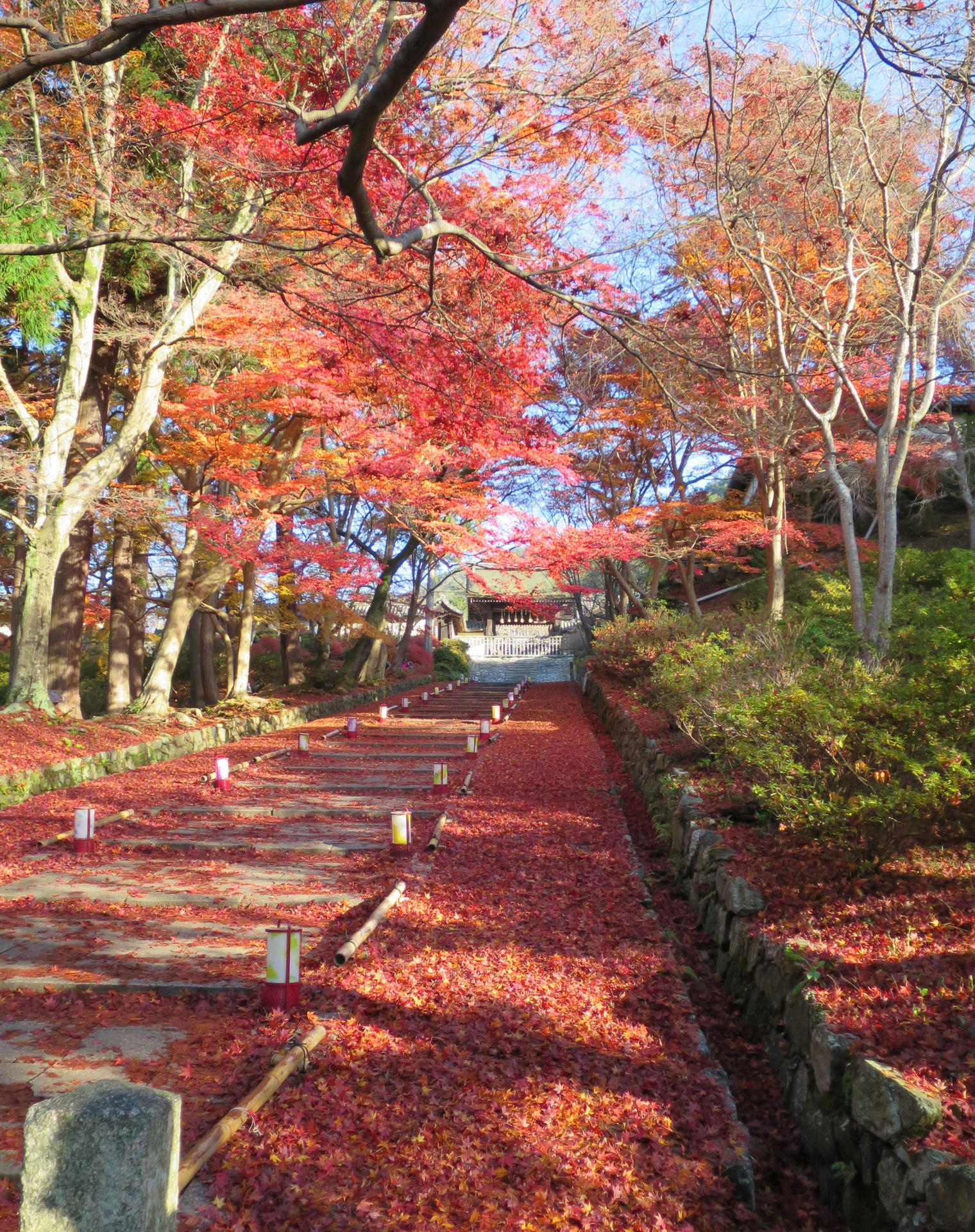 画像を等倍で表示します 画像